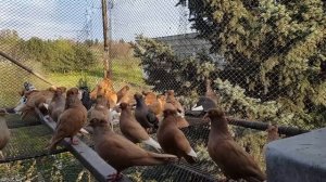 Инбридинг голубей. Плюсы и минусы. Часть1.