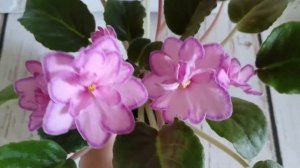 Фиалки. СМ-Наша Надежда (или Майский Шиповник)