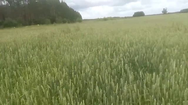 Как себя чувствует яровая пшеница!!! смотреть онлайн