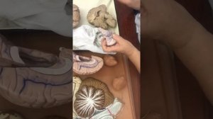 Промежуточный мозг