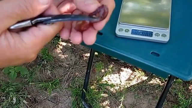 @Виноград Велетень  Кишмиш Велетень цікавий виноград