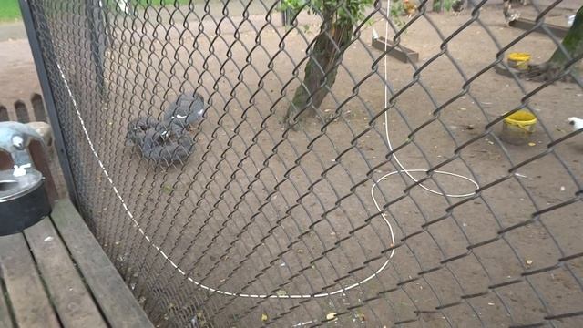 Аист и домашние птицы смотреть онлайн