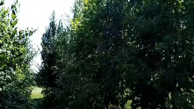 21 августа - ДЕНЬ МИРОНА.Навести тоску на мужа.Приметы смотреть онлайн