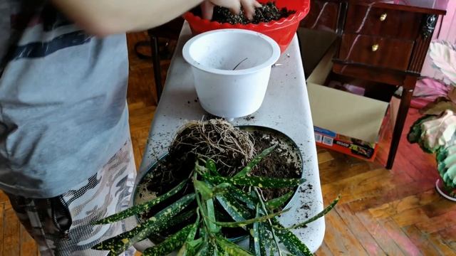 КРОТОНЫ//ПЕРЕСАДКА// НОВИНКИ //Просто приятное видео смотреть онлайн