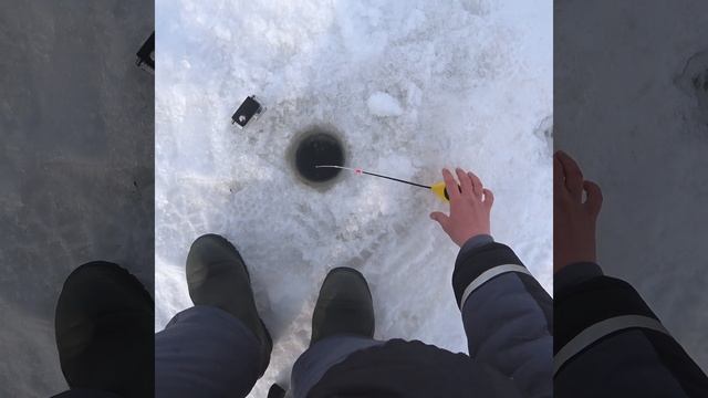 СИГА или УКЛЕЙКА? А еще Плотва!!! Зимняя РЫБАЛКА НА ДИМИТРОВСКОМ ВОДОХРАНИЛИЩЕ!! #Shorts смотреть онлайн