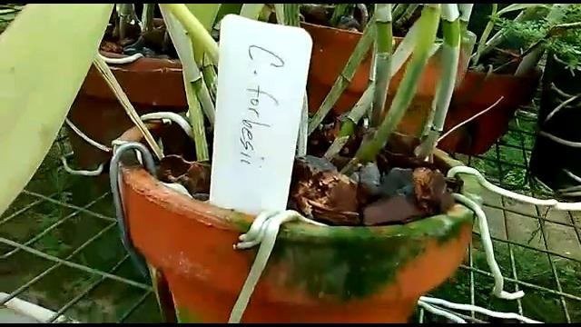 Cattleya forbesii species orchid w/ fragrance from Brazil - rebloom on May 1st 2017 смотреть онлайн