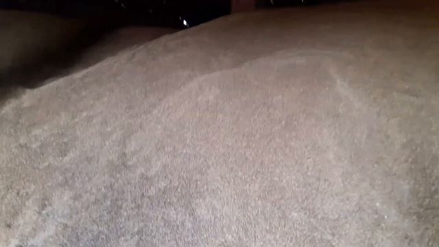 СЕЗОН заготовки КОРМОВ/Злаковые пшеница, ячмень в корме кур и перепелов/ Хитрук Елена Украина