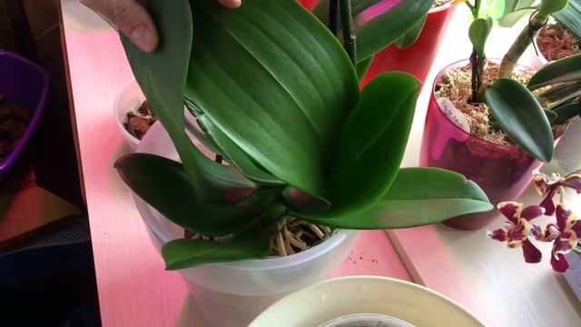 52) ?Пересадка 2орхидей в1 горшок..(ускорила видео,чтоб не занимать ваше время)..Получилось весело. смотреть онлайн