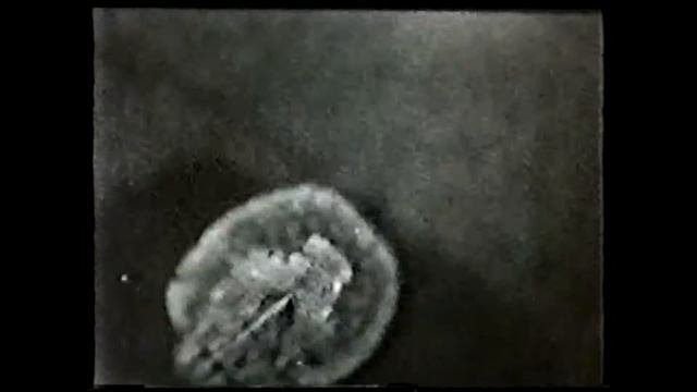Развитие насекомых с неполным превращением