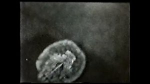 Развитие насекомых с неполным превращением