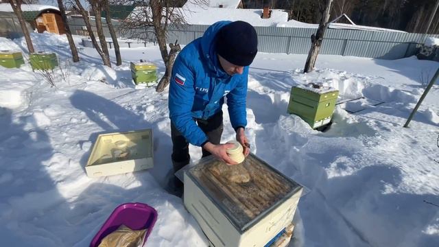 Результат зимовки на воле! Канди/помадка пчелам! Зимовка пчел в ппу и омшанике! смотреть онлайн