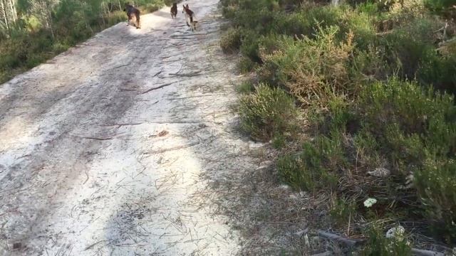 Portugal walking in the forest сосновая смола смотреть онлайн