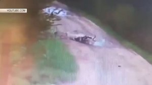 Стая собак загрызла  мужчину