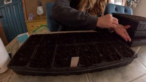 Cut Flower Farming  - Starting Yarrow Plant From Seed!  + Starting Petunia flowers from seed