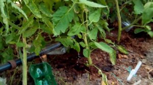 Поливка помидор в теплице с помощью  б/у циркуляционного насоса