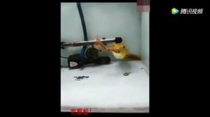 ШОК! Эта РЫБА ЖРЁТ ВСЁ! Рыба съела РАКА! Рыба ДОИГРАЛАСЬ
