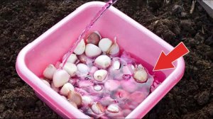 Не спешите сажать озимый чеснок! Перед посадкой замочите обязательно в этом растворе зубчики!