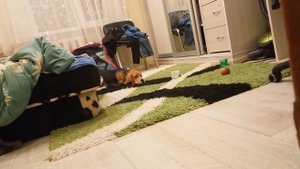 Выбора НЕТ, играй с щенком Биглем(6 мес) || There is no choice, play from Beagle puppy (6 months)