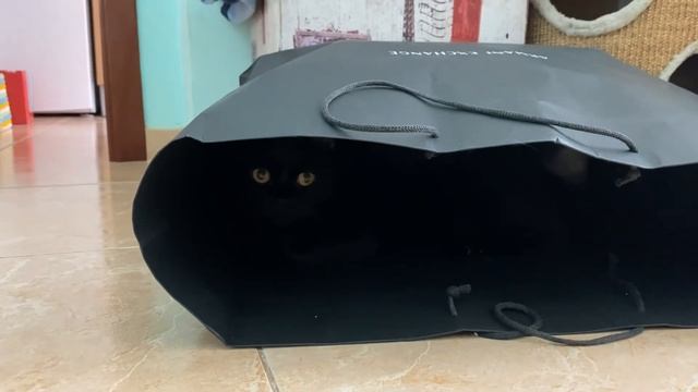 Черной ночью черный кот. Скороговорка ПРОСТО. смотреть онлайн