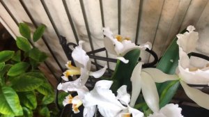 Каттлея персивалиана . Уход за каттлей. Cattleya percivaliana. Свет , полив каттлеи. Период покоя .