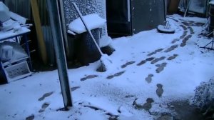 Чем  кормить нутрии приготовление и кормление