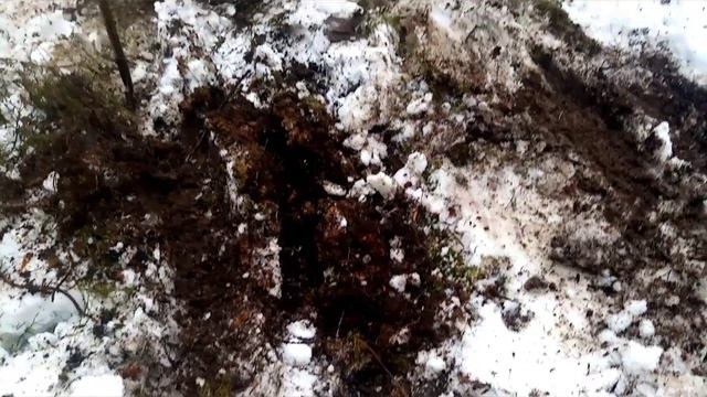 Традиция. На новый год, 31 декабря, нужно ехать в лес за ёлкой. смотреть онлайн