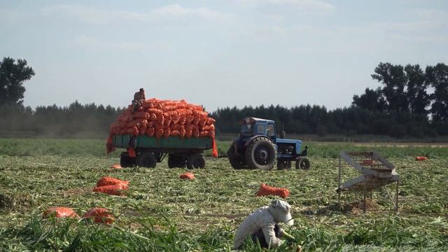 Уборка лука репчатого. 125 тонн с 1Га. Результат работ специалистов КЦ Global Expert. смотреть онлайн