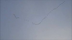 Гуси улетают на юг