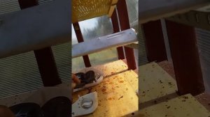 Отличная,недорогая суперсушилка для сухофруктов- своими руками.
