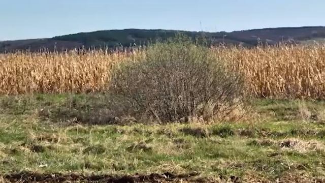 Агрегат измельчения грубостебельных культур BORS 9