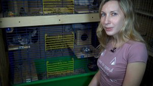 Как приручить шиншиллу к рукам. (Методы, способы и маленькие секреты)