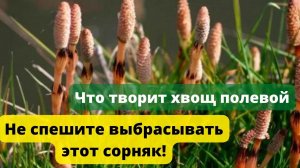 НЕобыкновенные свойства хвоща полевого. Что творит хвощ..mp4