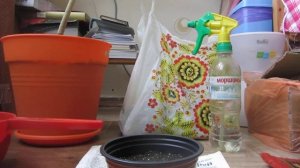 Душица (материнка) из семян. Часть 1.