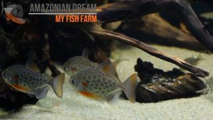Аквариум с геофагусами (Geophagus surinamensis & Acarichthys heckeli)