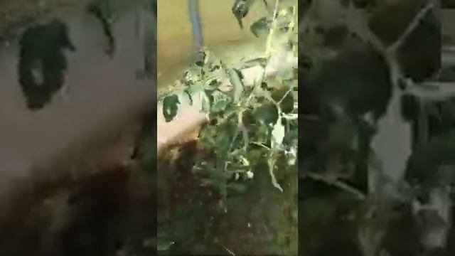 Любимые теплицы! смотреть онлайн