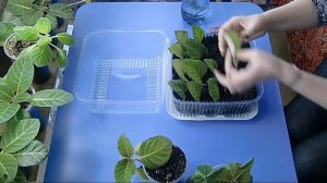 Глоксиния ! Посадка листьев в тепличке !