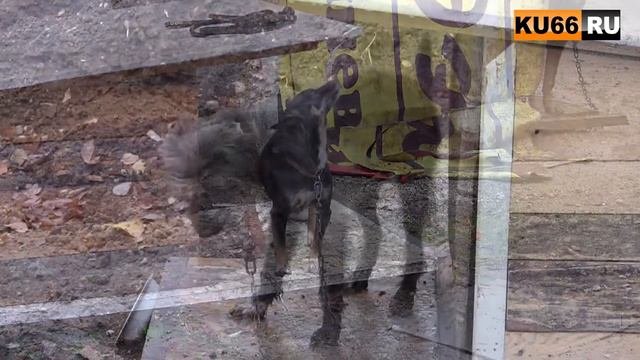 Приют для бездомных животных вновь заработал