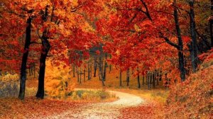 Любимые песни. Горящими листьями пахнет в саду ...