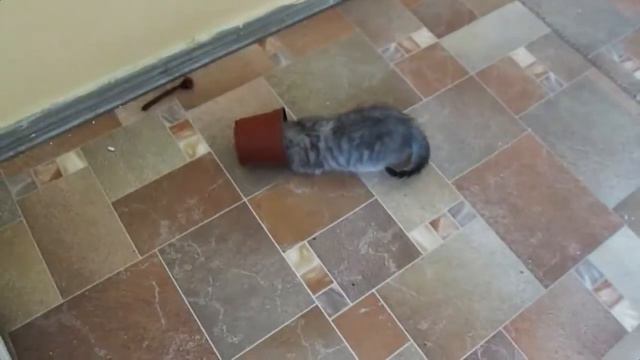 Котята и шлемофон