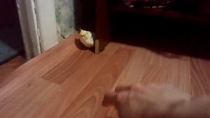 Попугай корелла шипит