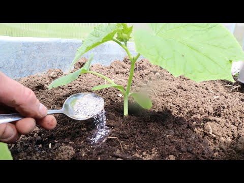 Огурцы нарастают ящиками после такой подсыпки! Как правильно удобрять огурцы яичной скорлупой?