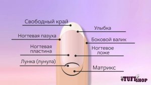 Интересное про ногти: какие бывают формы ногтей? / Строение ногтя