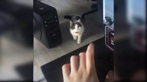 Приколы с котиками. Котики #22