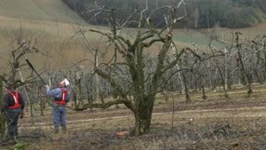 Електро секатор -Infaco / Electronic pruning shears