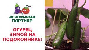 ОГУРЕЦ ЗИМОЙ НА ПОДОКОННИКЕ!