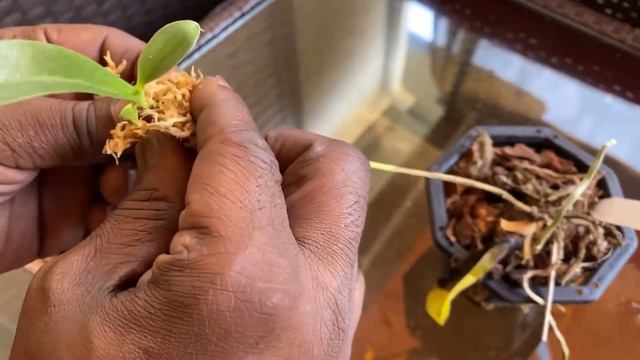 SAVING A DYING PHALAENOPSIS BY CUTTING OFF THE KEIKI TO CREATE A NEW PLANT #phalaenopsis #keiki смотреть онлайн