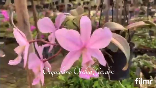 Cattleya nobilior amaliae vinicolor смотреть онлайн