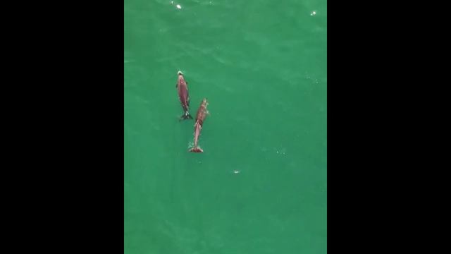 Черноморские афалины - всегда в тему и кстати. Смотришь и точно знаешь всё будет хорошо! смотреть онлайн