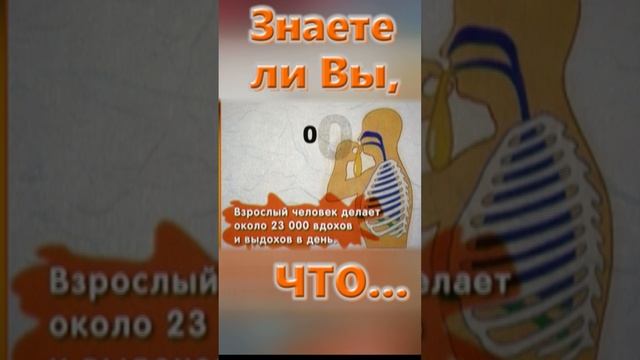 Знаете ли вы, Что? Лёгкое