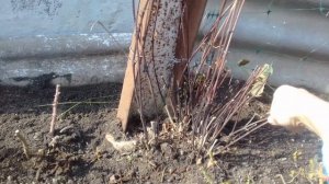 Обрезка клематисов 2 и 3 группы цветения